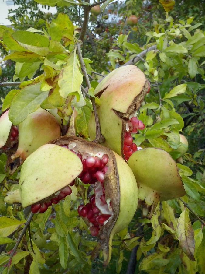L'Ape In Corte Casa Di Campagna, Via Francigena Stanze E Colazione Vaccarizza Zewnętrze zdjęcie